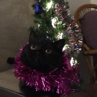 British Shorthair, Kedi  VEGAS fotoğrafı