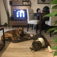 Amerikan Pitbull Terrier, Köpek  Piti fotoğrafı