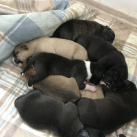 Amerikan Pitbull Terrier, Köpek  Piti fotoğrafı