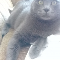 Mavi Rus, Kedi  Gaspar fotoğrafı