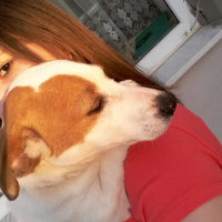 Jack Russell Terrier, Köpek  Zeus fotoğrafı