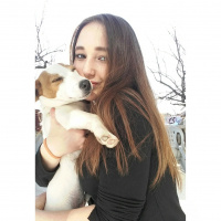 Jack Russell Terrier, Köpek  Zeus fotoğrafı