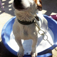 Jack Russell Terrier, Köpek  Zeus fotoğrafı
