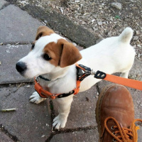 Jack Russell Terrier, Köpek  Zeus fotoğrafı