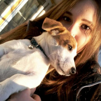 Jack Russell Terrier, Köpek  Zeus fotoğrafı
