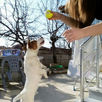 Jack Russell Terrier, Köpek  Zeus fotoğrafı