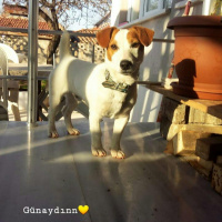 Jack Russell Terrier, Köpek  Zeus fotoğrafı