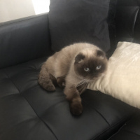 Scottish Fold, Kedi  Lola fotoğrafı