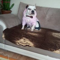 Fransız Bulldog, Köpek  Caki fotoğrafı