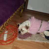 Fransız Bulldog, Köpek  Caki fotoğrafı
