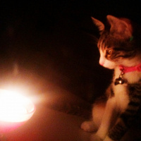 Tekir Kedi, Kedi  Miya fotoğrafı