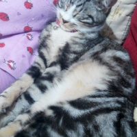 Tekir Kedi, Kedi  Luna fotoğrafı