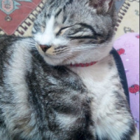 Tekir Kedi, Kedi  Luna fotoğrafı