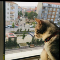 Tekir Kedi, Kedi  Luna fotoğrafı