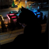Tekir Kedi, Kedi  Luna fotoğrafı