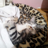 Tekir Kedi, Kedi  Luna fotoğrafı