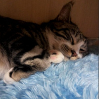 Tekir Kedi, Kedi  Luna fotoğrafı