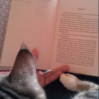 Tekir Kedi, Kedi  Luna fotoğrafı