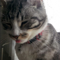 Tekir Kedi, Kedi  Luna fotoğrafı