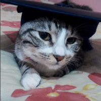 Tekir Kedi, Kedi  Luna fotoğrafı