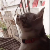 Tekir Kedi, Kedi  Luna fotoğrafı