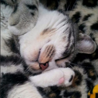 Tekir Kedi, Kedi  Luna fotoğrafı