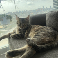 Tekir Kedi, Kedi  Lilly fotoğrafı