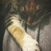 Tekir Kedi, Kedi  Yıldız fotoğrafı