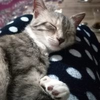 Tekir Kedi, Kedi  Mırmır fotoğrafı