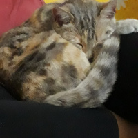 Tekir Kedi, Kedi  Mırmır fotoğrafı