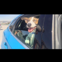 Jack Russell Terrier, Köpek  Bebe John fotoğrafı