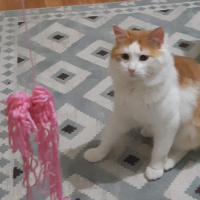 Ragamuffin, Kedi  Artemis fotoğrafı