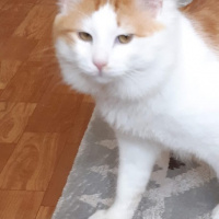 Ragamuffin, Kedi  Artemis fotoğrafı