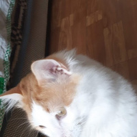 Ragamuffin, Kedi  Artemis fotoğrafı