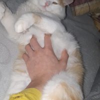 Ragamuffin, Kedi  Artemis fotoğrafı