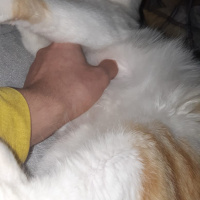 Ragamuffin, Kedi  Artemis fotoğrafı