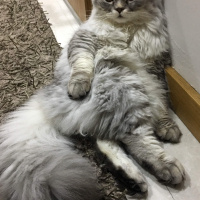Scottish Fold, Kedi  Damdoy fotoğrafı