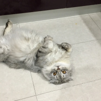Scottish Fold, Kedi  Damdoy fotoğrafı