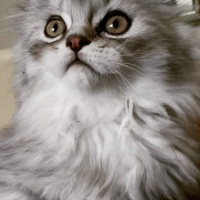 Scottish Fold, Kedi  Damdoy fotoğrafı