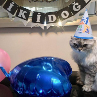 Scottish Fold, Kedi  Damdoy fotoğrafı