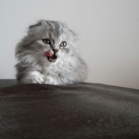 Scottish Fold, Kedi  Damdoy fotoğrafı