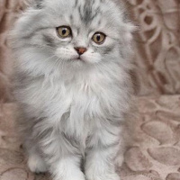 Scottish Fold, Kedi  Damdoy fotoğrafı