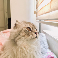 Scottish Fold, Kedi  Damdoy fotoğrafı