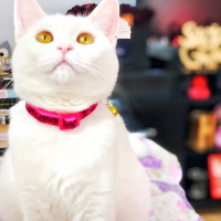 Scottish Fold, Kedi  Chanel fotoğrafı