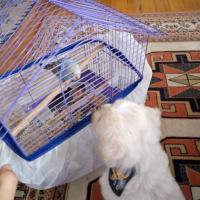 Maltese, Köpek  Zuzu fotoğrafı