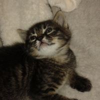 Tekir Kedi, Kedi  Bebek fotoğrafı