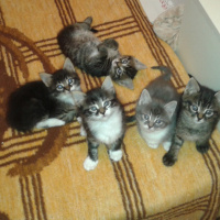 Tekir Kedi, Kedi  Bebek fotoğrafı