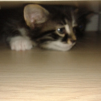 Tekir Kedi, Kedi  Bebek fotoğrafı