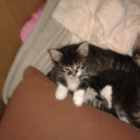 Tekir Kedi, Kedi  Bebek fotoğrafı