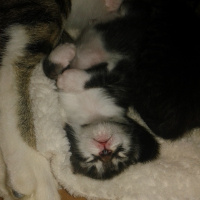 Tekir Kedi, Kedi  Bebek fotoğrafı